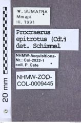 Etikett zu Procraerus pseudorufus (Schimmel, 2003)